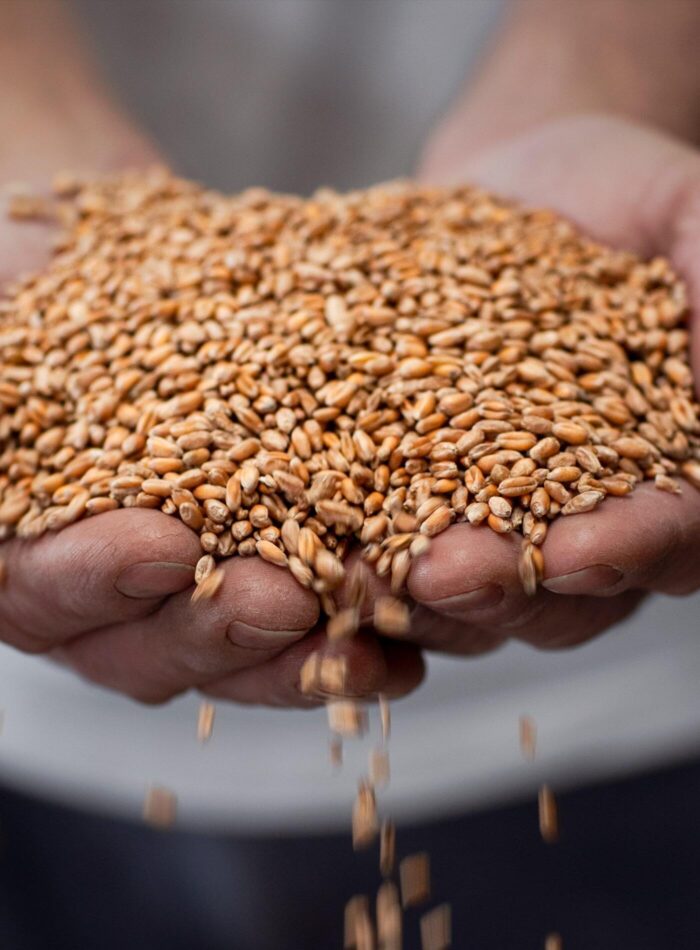 Il grano tra le dita Alan Denti